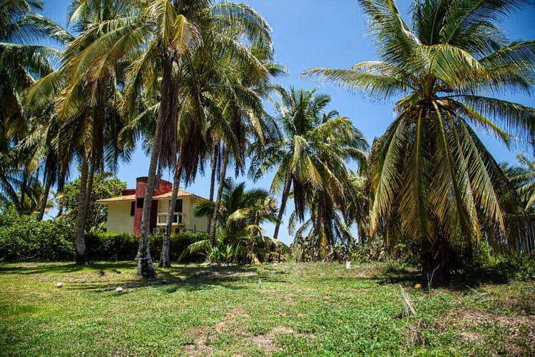 vista palmeras y casa