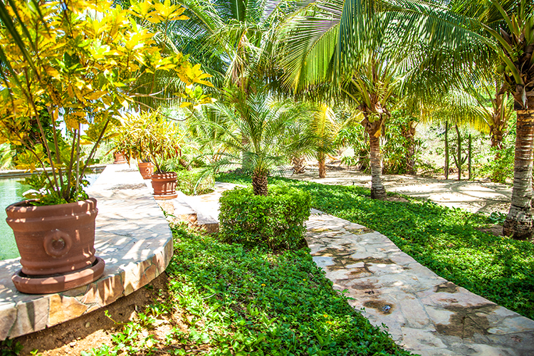 Imagen del jardín con camino