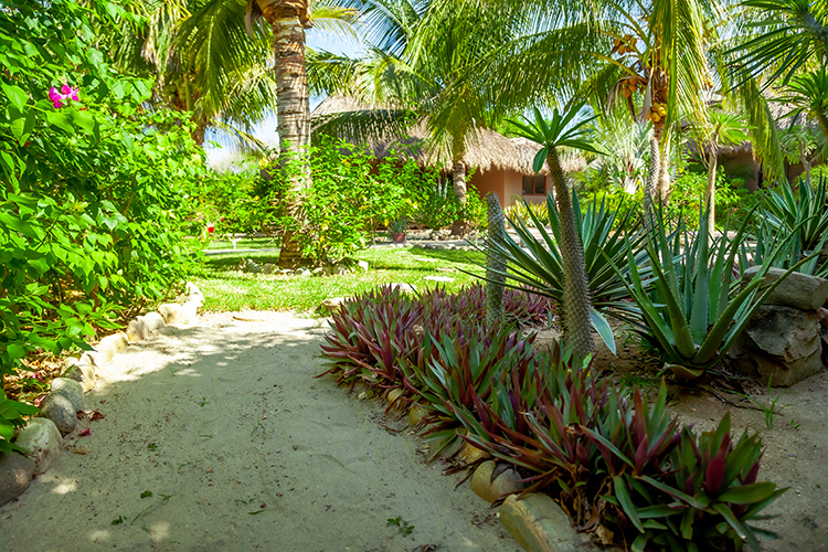 Imagen de árboles y plantas frutales